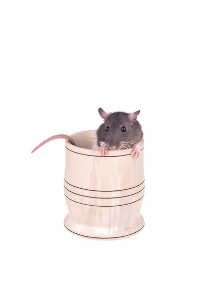 Young small rat in a cup — Stock Photo, Image