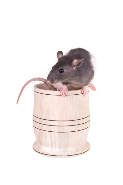 Jeune petit rat dans une tasse — Photo