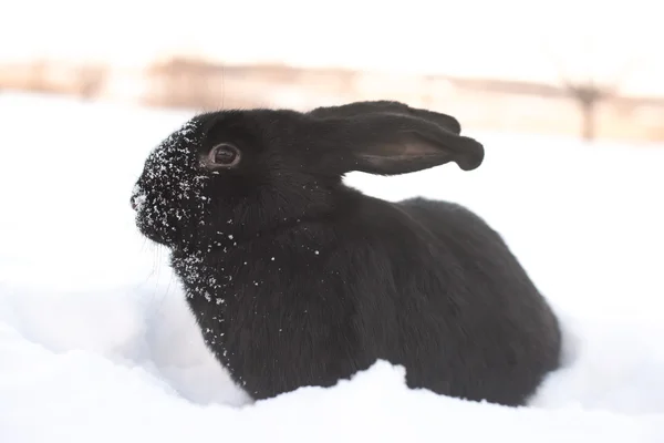 Hare in winter — Stock Image Hare in winter Royalty Free Stock Images