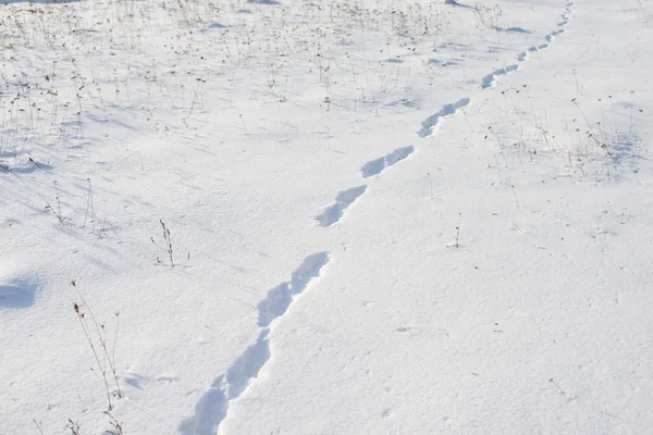 雪の中の足跡 — ストック写真