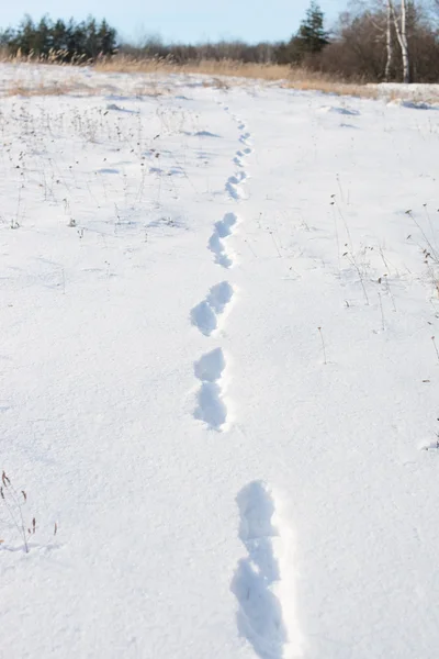 Fußabdrücke im Schnee — Stockfoto