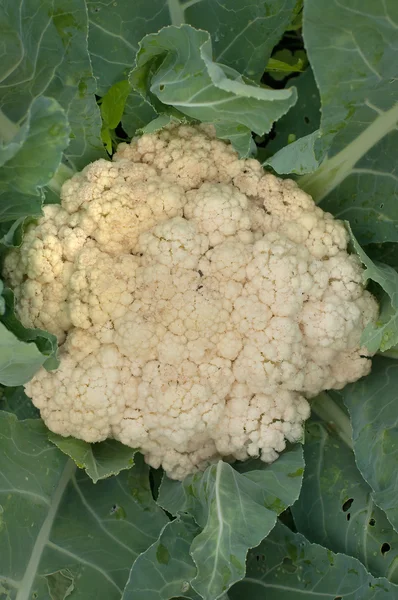 Close-up of  fresh cabbage — Stock Photo, Image