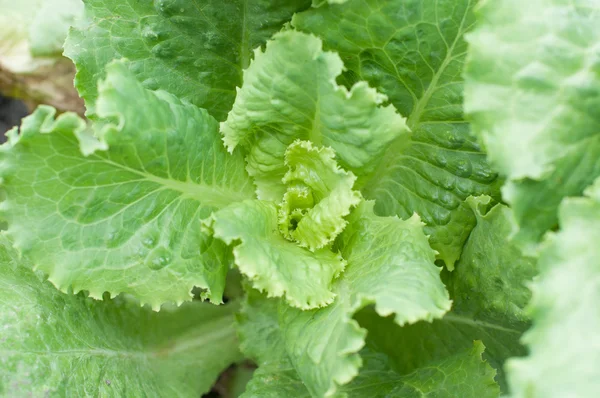 新鲜的卷心菜的特写镜头 — 图库照片