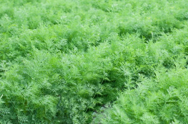 Cultivo de hierbas en un invernadero — Foto de Stock