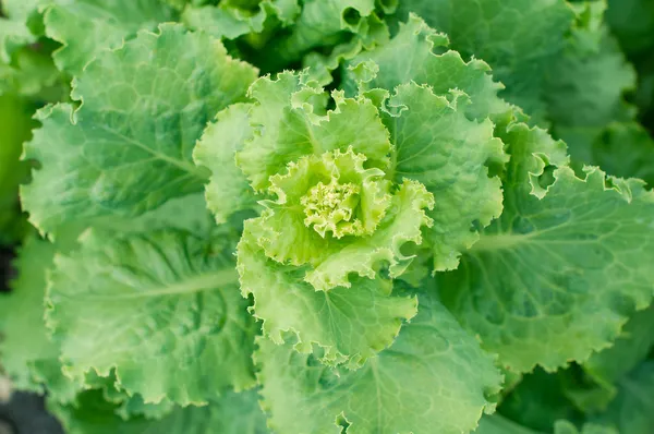 Μεγέθυνση του φρέσκο λάχανο — Φωτογραφία Αρχείου