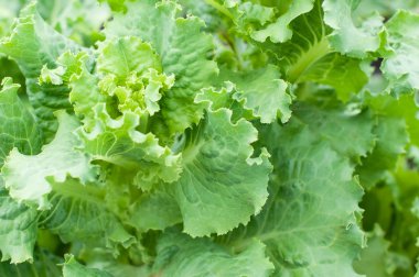 yakın çekim taze lahana