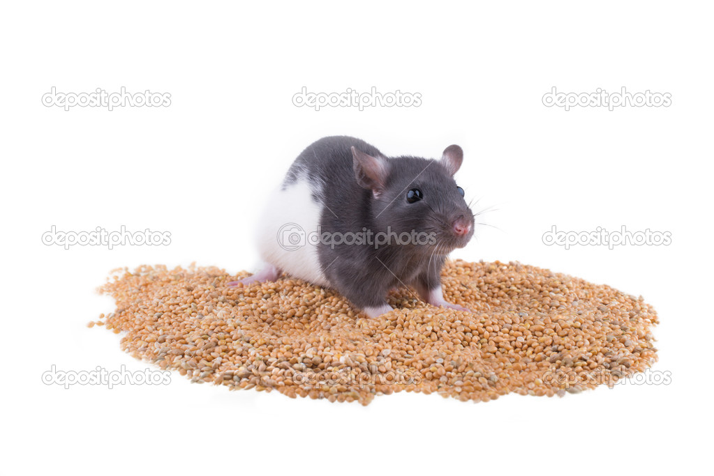 Rat sits on a pile of millet