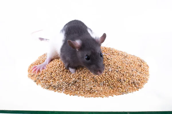 Rato senta-se em uma pilha de painço — Fotografia de Stock