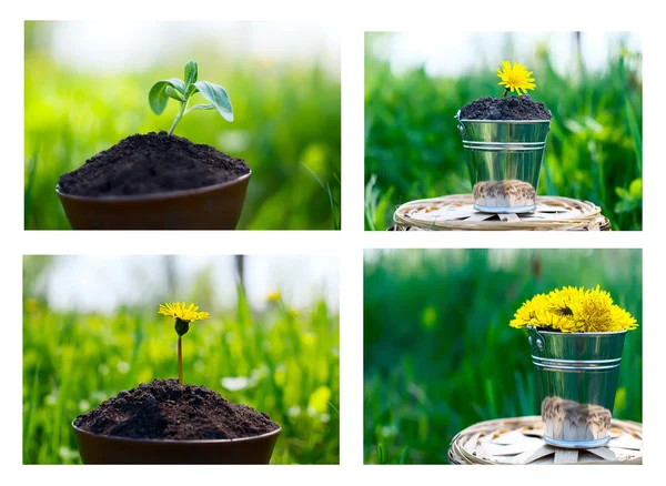 A small bucket with dandelions on a grass background,collection — Stock Photo, Image