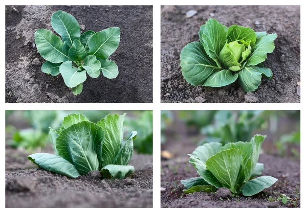 Cabbage growing,collection — Stock Photo, Image