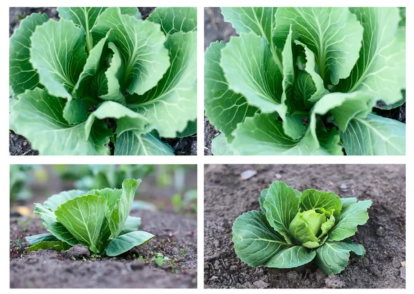 Cabbage growing,collection — Stock Photo, Image