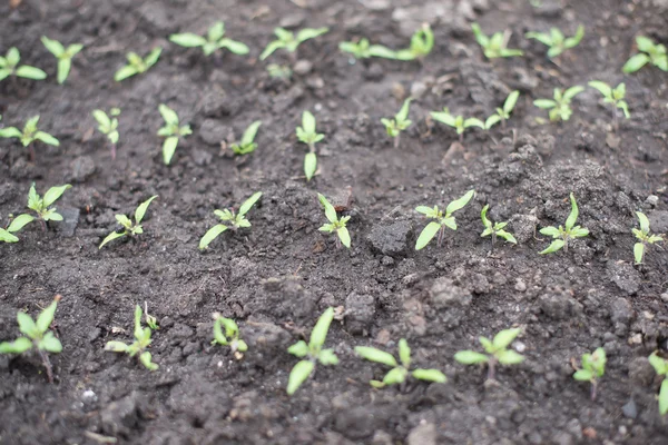 Young corn seedling — Stock Photo, Image