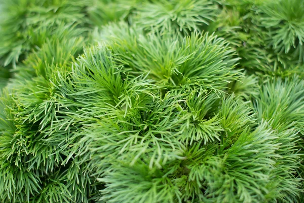 Pequeñas hojas verdes —  Fotos de Stock