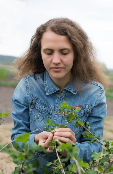 Fille à gants nettoyage ficus plante — Photo