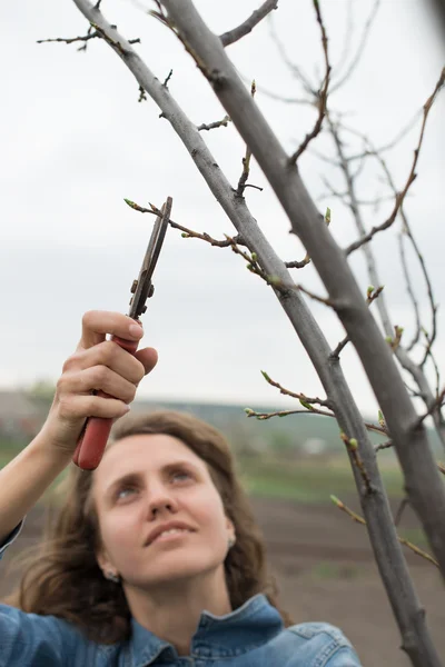 Happy gardener woman using pruning scissors in orchard garden. Pretty female worker portrait