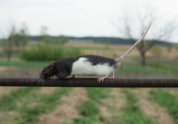 Rato castanho - Rattus — Fotografia de Stock