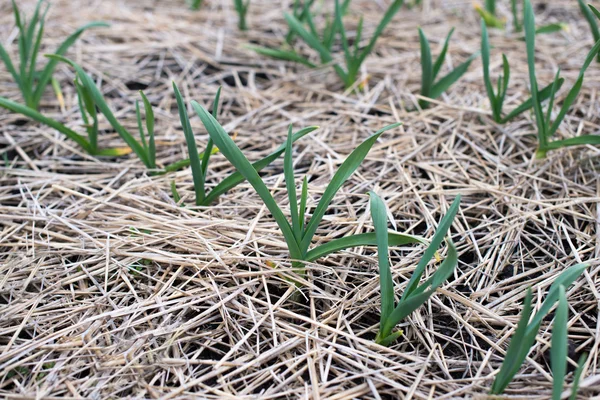 Jóvenes plantas de ajo en el campo, antecedentes agrícolas —  Fotos de Stock