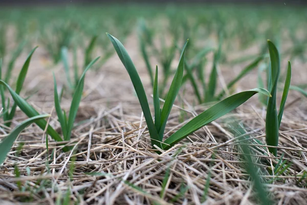 Jonge knoflook planten in het veld — Stockfoto