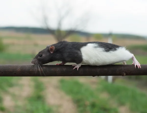 Ratatouille romania Stock Photos, Royalty Free Ratatouille romania ...