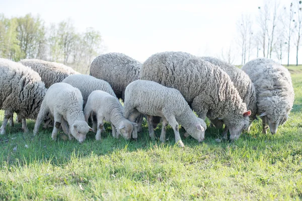 Lamb grazing in rural field — Stock Photo, Image