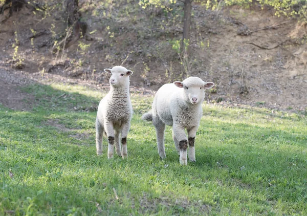 Lamb grazing in rural field — Stock Photo, Image