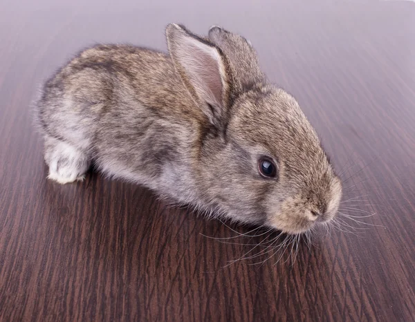 Conejos pequeños —  Fotos de Stock