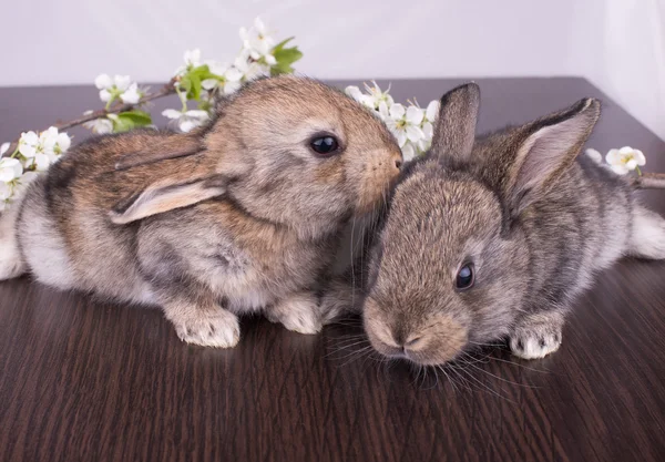 座っている牽引かわいい金色ウサギ — ストック写真