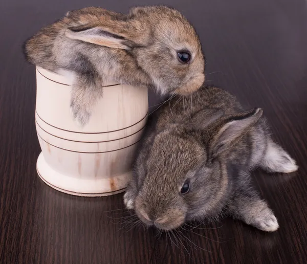 Holowania ładny złoty króliki siedzi — Zdjęcie stockowe