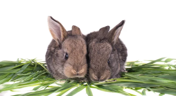 Zwei Kaninchen im grünen Gras — Stockfoto