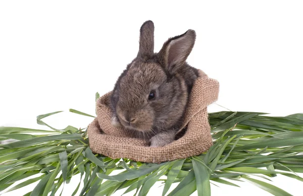 Rabbit in green grass — Stock Photo, Image