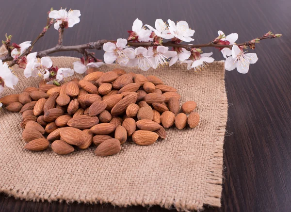 Almond nuts — Stock Photo, Image