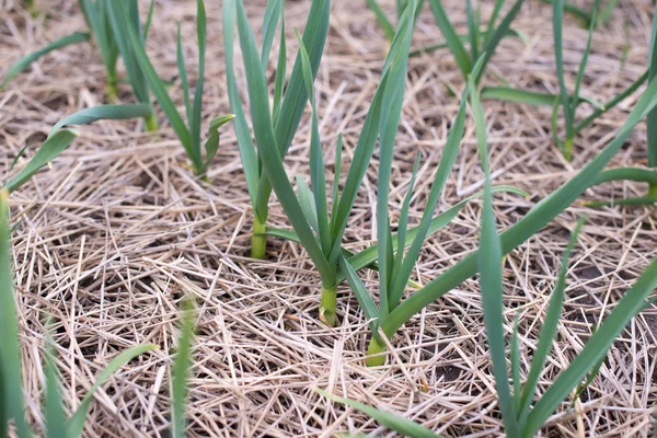 Winter garlic sprouts — Stock Photo, Image