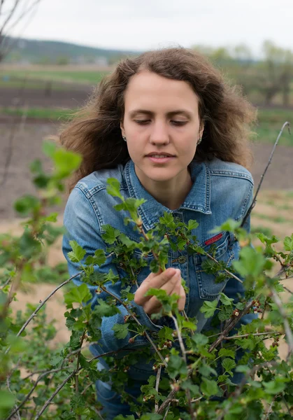 Girl at gloves cleaning ficus plant — Stock Photo, Image