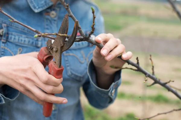 Gelukkig tuinman vrouw met behulp van de snoeien scharen in orchard tuin. vrij werkneemster portret — Stockfoto