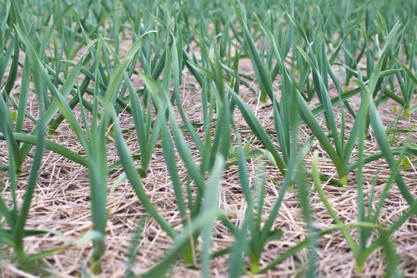 Winter garlic sprouts — Stock Photo, Image