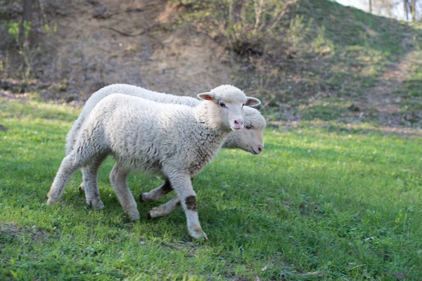 Lamb grazing in rural field — Stock Photo, Image