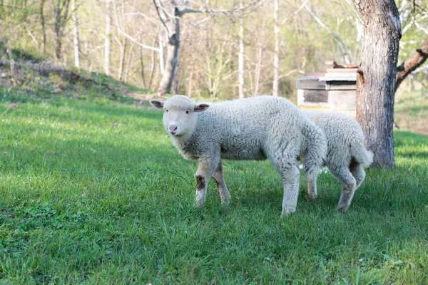 Lamb grazing in rural field — Stock Photo, Image