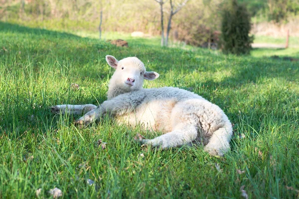 Small woolly lamb with tag in ear lying — Stock Photo, Image