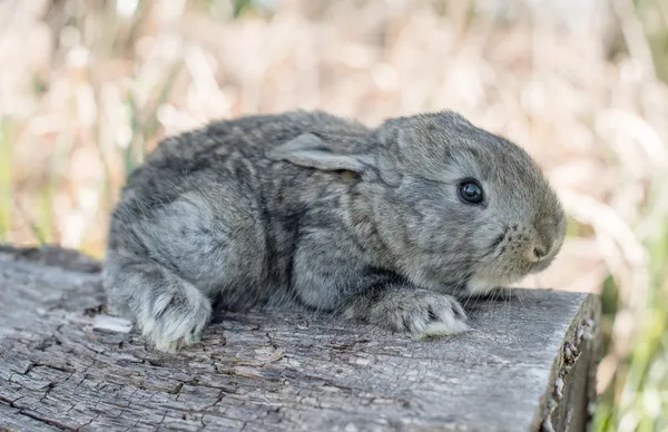 ワタオウサギ ウサギのウサギの草を食べる — ストック写真