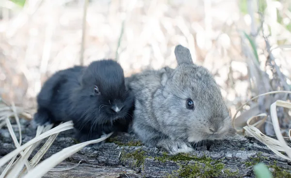 Zwei kleine Kaninchen — Stockfoto