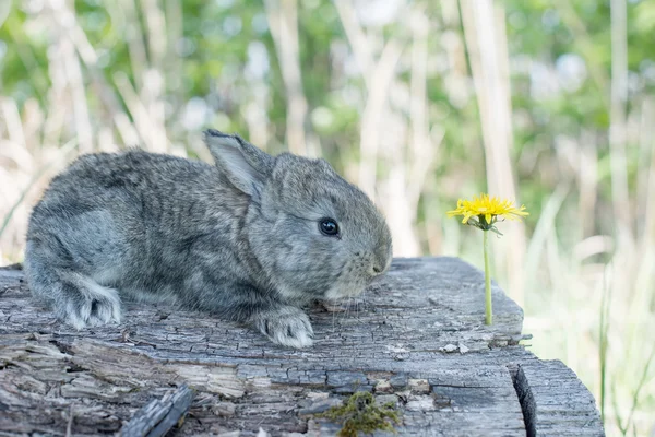 Tavşan tavşan çim yeme — Stok fotoğraf