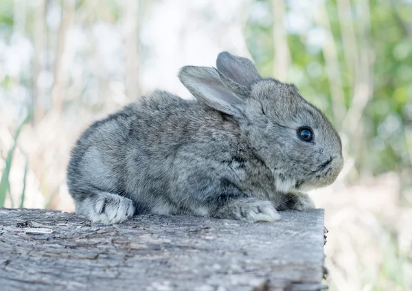 Baumwollschwanz-Kaninchen fressen Gras — Stockfoto