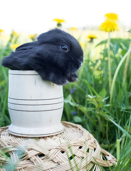 Black bunny sitting in a basket — Stock Photo, Image