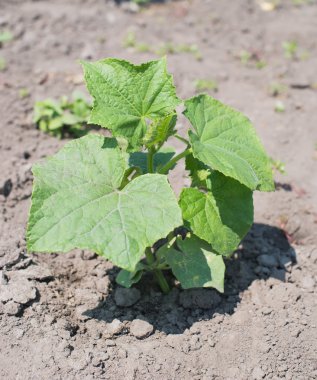 Bee in the flower of cucumber