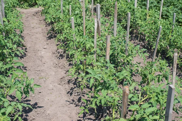 Growth tomato — Stock Photo, Image