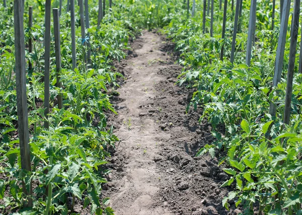 Tomate de crecimiento —  Fotos de Stock