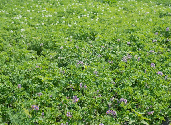 Lycianthes rantonnetii 'nin mor çiçekleri — Stok fotoğraf