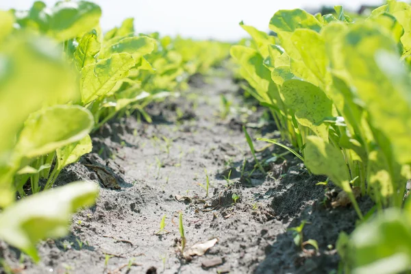 Green salad isolated — Stock Photo, Image