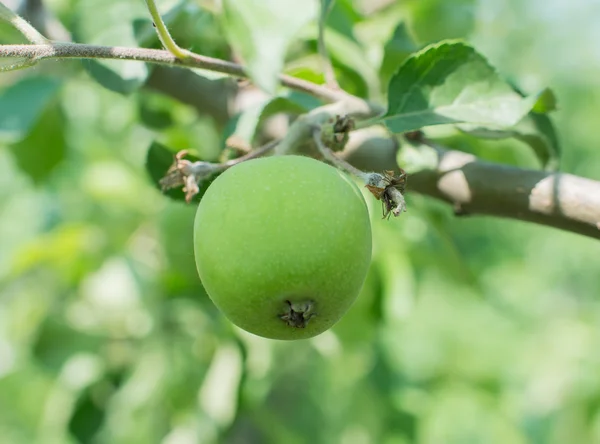 Manzanas verdes en una rama de manzano — Foto de Stock