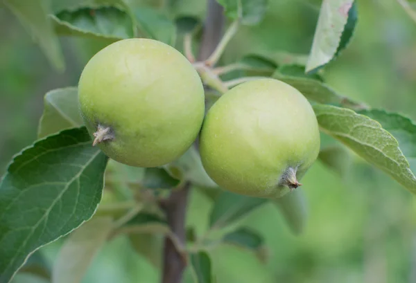 Manzanas verdes en una rama de manzano — Foto de Stock